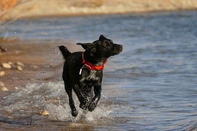 黑狗跑附近的水域
